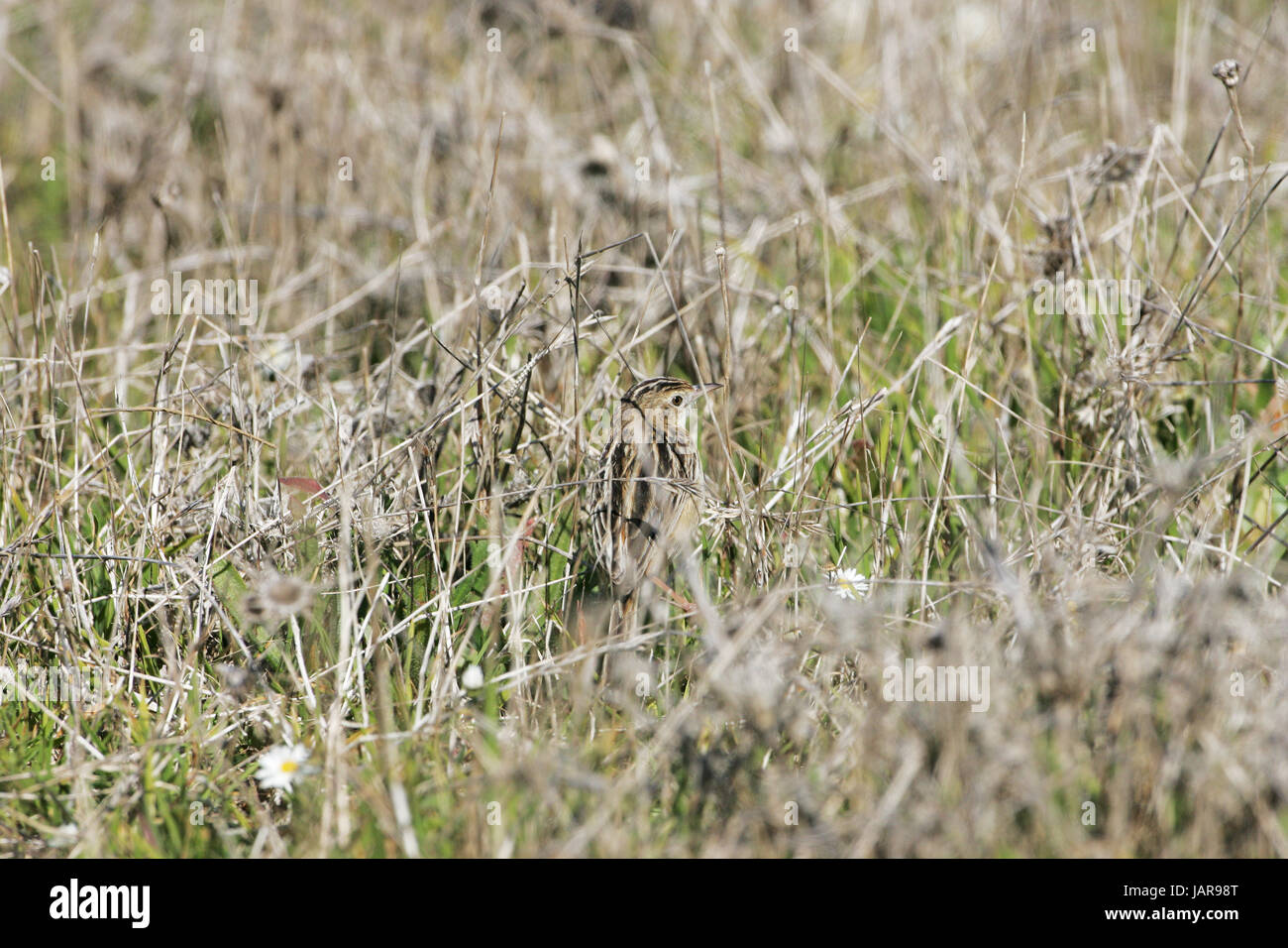 Zitting cisticola Cisticola juncidis skulking amongst vegetation Stock Photo