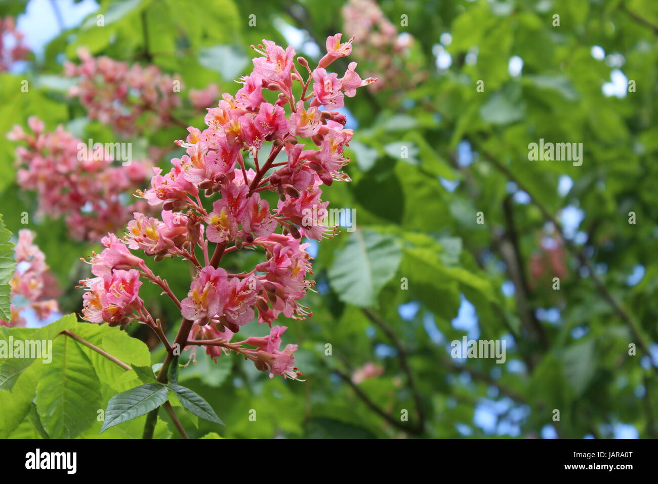 Pink Horse Chestnut Tree Blossoms Stock Photo