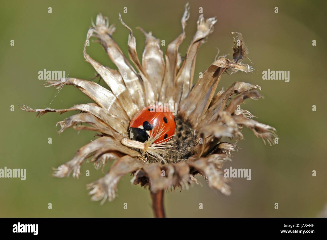 ladybug on withered greater knapweed Stock Photo