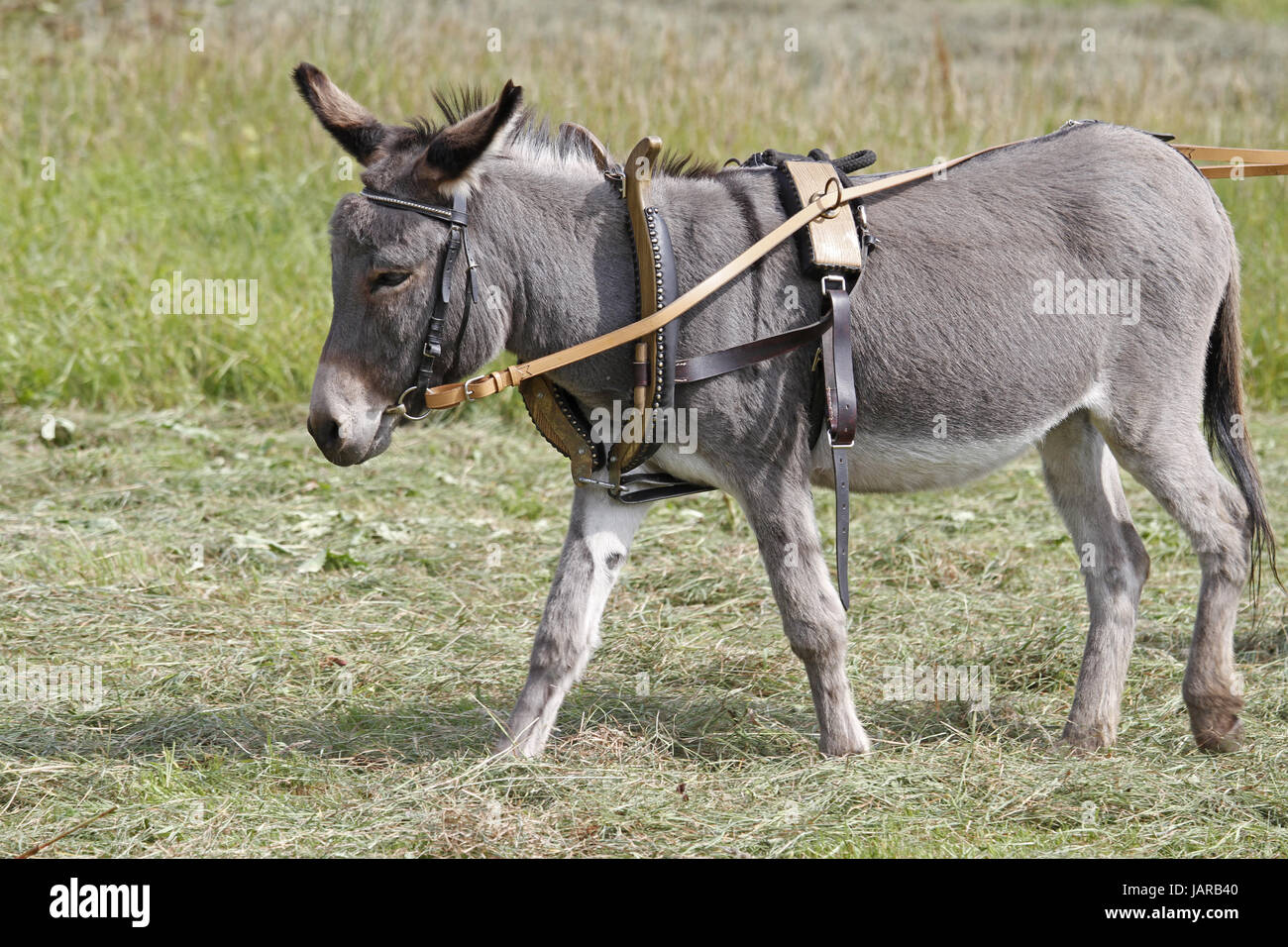 Kummet High Resolution Stock Photography and Images - Alamy