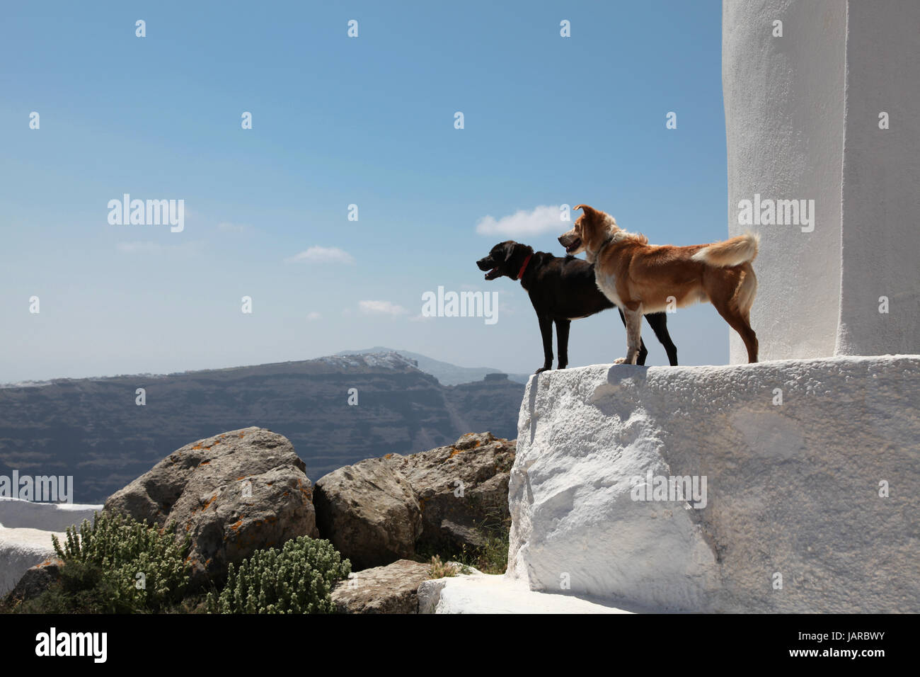 Dogs on Santorini island in the Cyclades (Greece Stock Photo Alamy