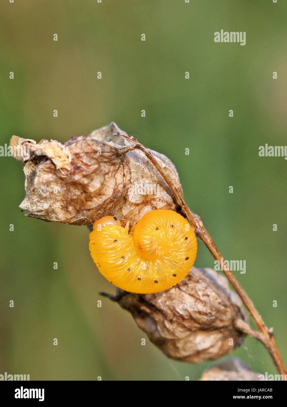 sawfly larva on shaggy yellow rattle Stock Photo