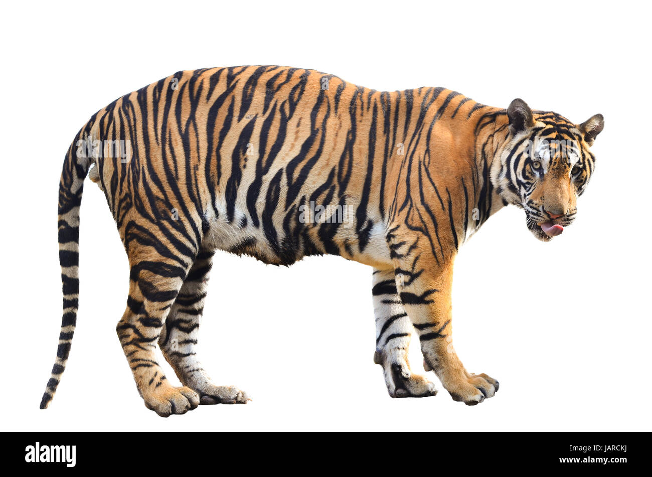 bengal tiger isolated on white background Stock Photo - Alamy