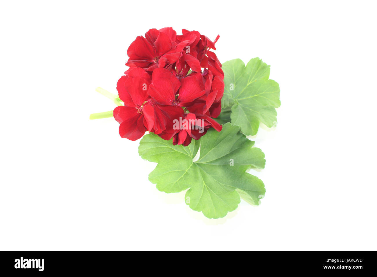 57+ Geranie Rote Blätter, Geranium sind beliebte blütenpflanzen,
