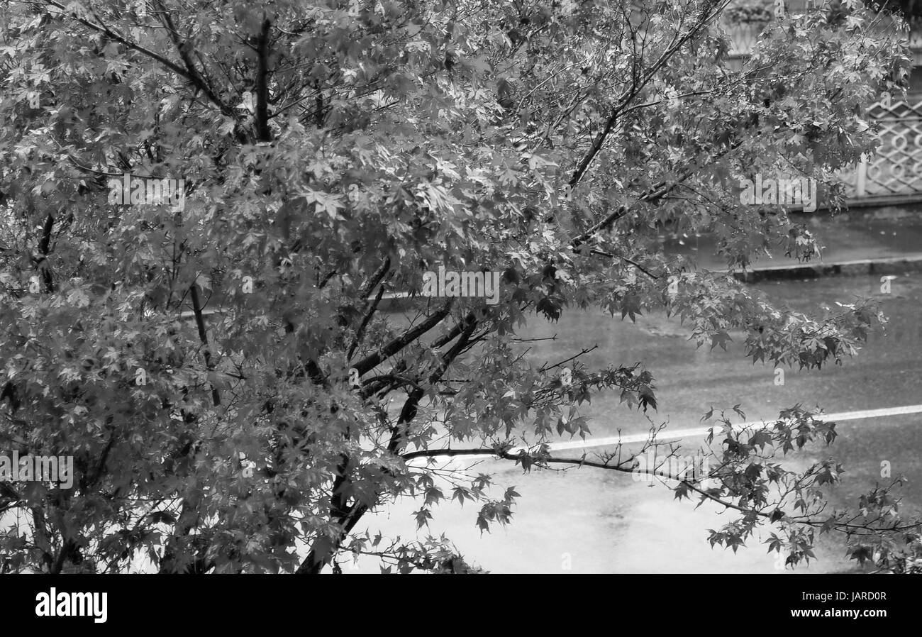 Fallen maple leaves in Black and White Stock Photos & Images - Alamy