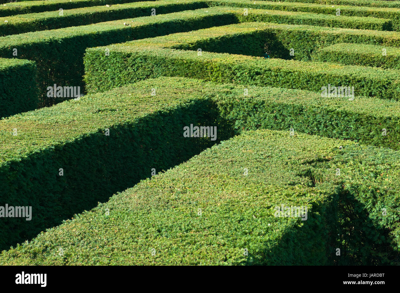 hedge maze Stock Photo