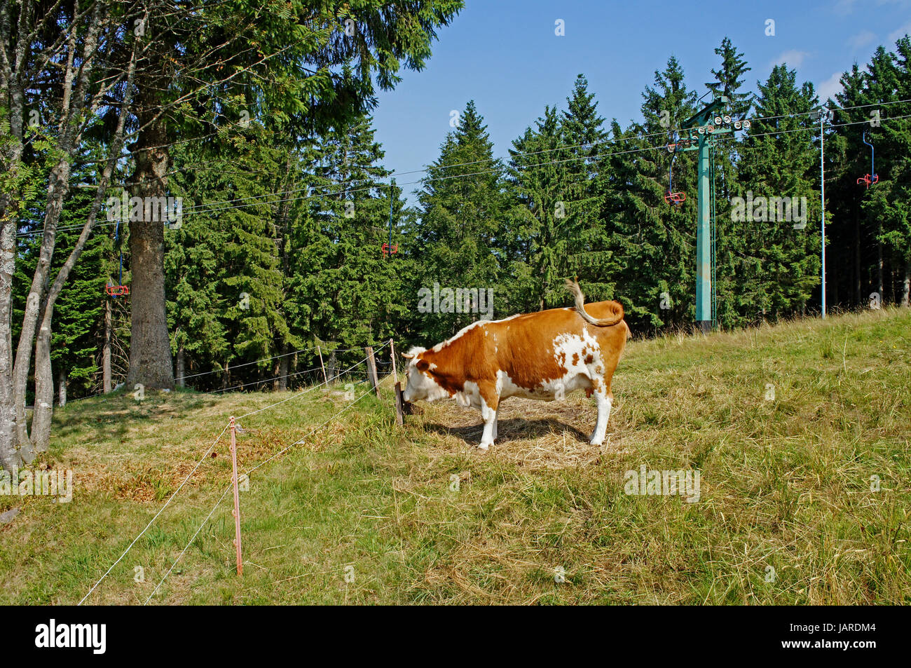 Eine braun-weisse Kuh auf einer Weide, Wiederkäuer; Wiese von Wäldern umgeben A brown-white cow on a pasture, ruminant; meadow surrounded by forest Stock Photo
