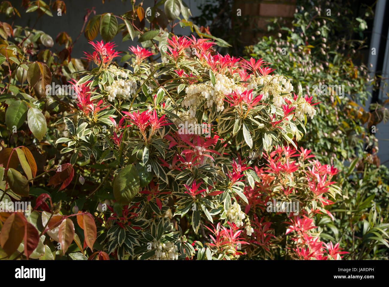 Pieris japonica Flaming Silver showing new leaves and flowers in April Stock Photo