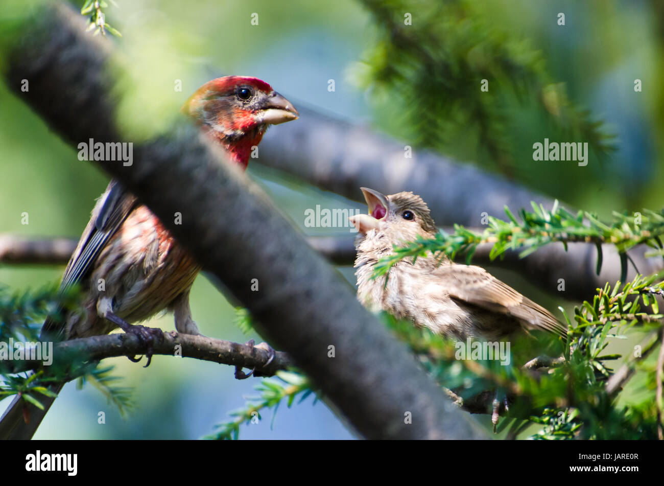 Male House Finch Feeding its Young Stock Photo - Alamy
