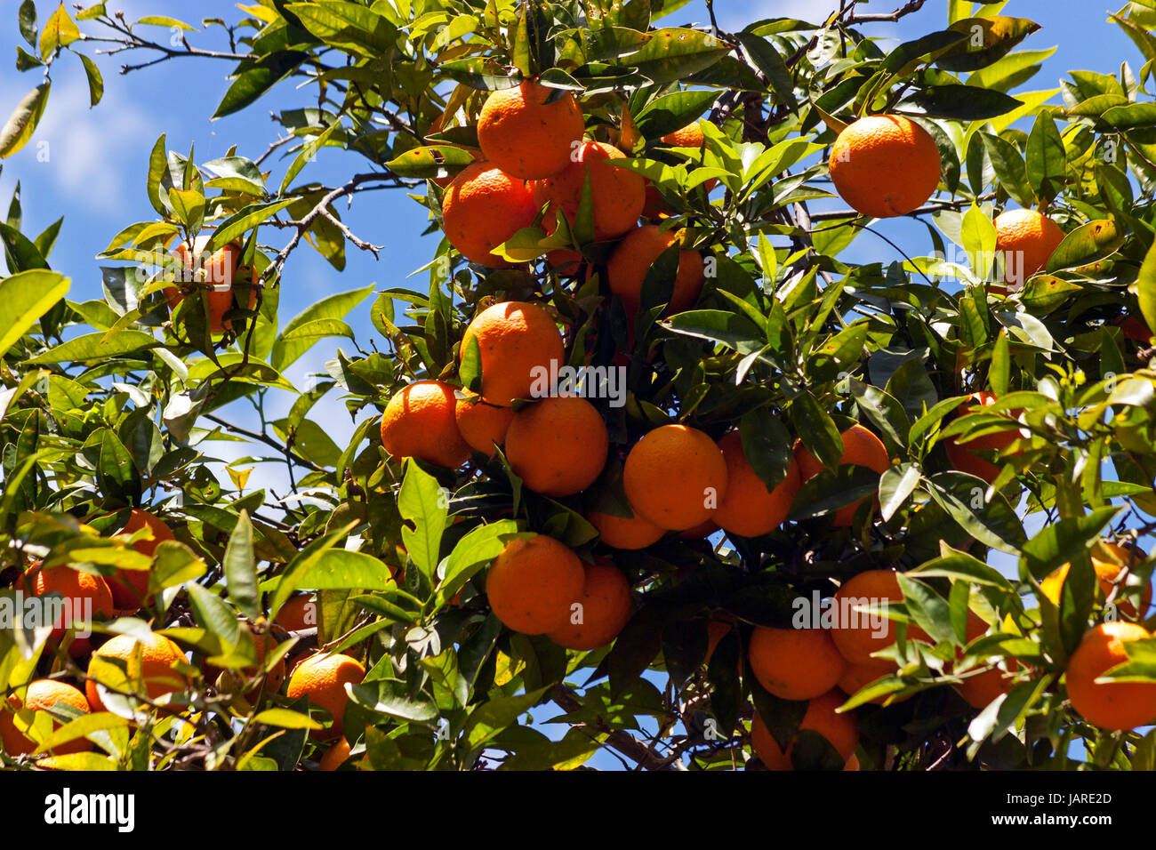 Orange tree with fruits in San Diego,California Stock Photo Alamy