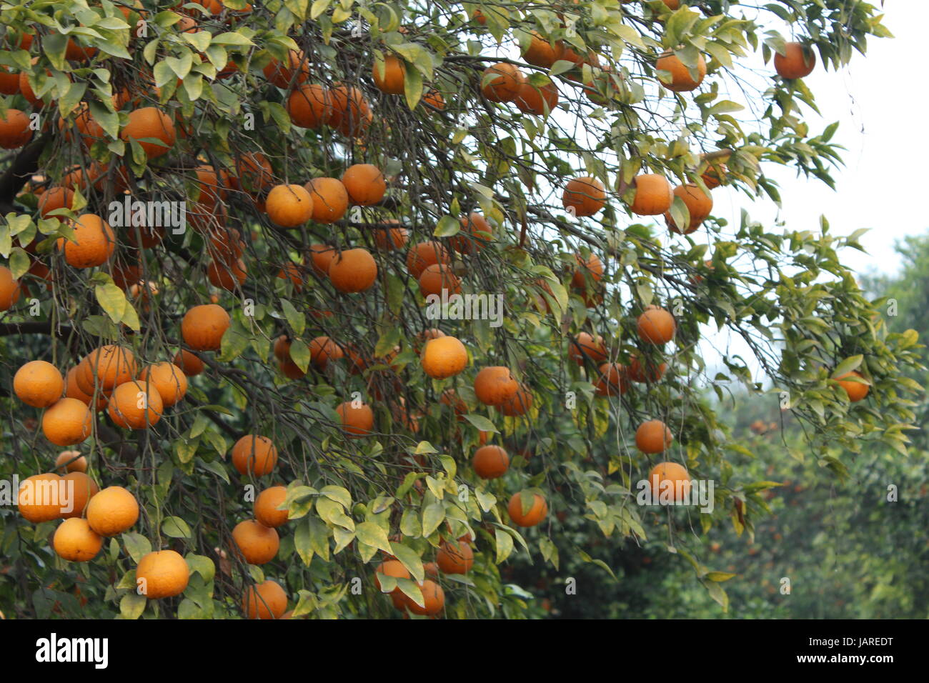 Oranges on a tree stock photo alamy