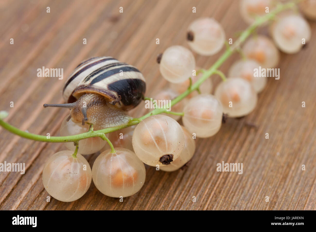 snail plague Stock Photo