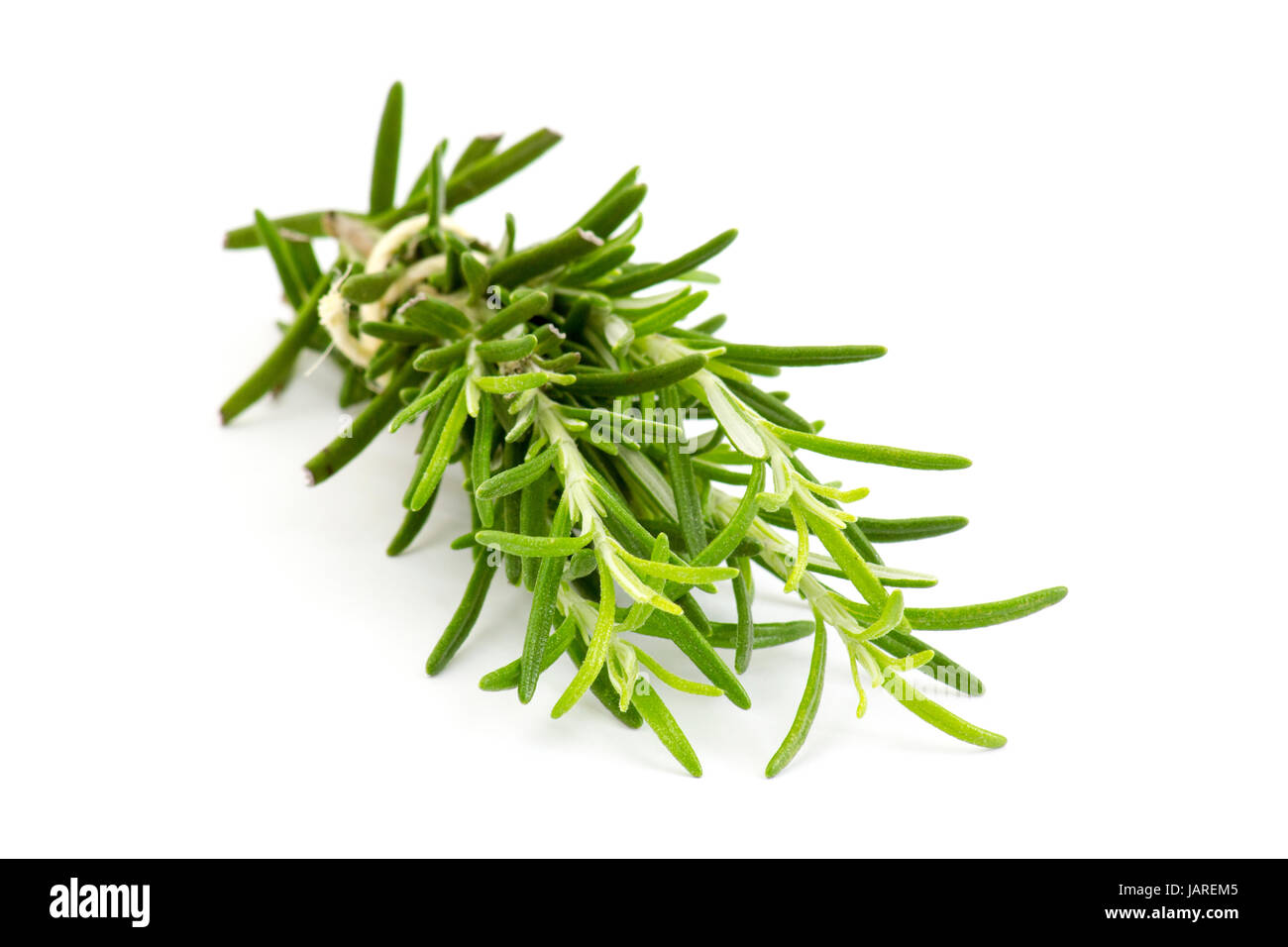 fresh rosemary (Rosmarinus officinalis Stock Photo Alamy