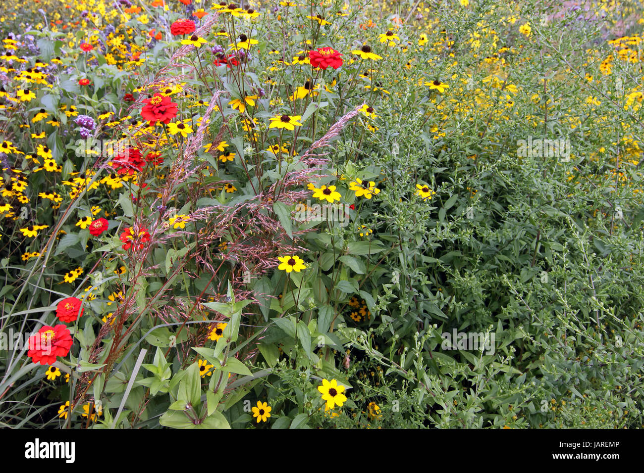 garden with indian grass zinnias and october-sun Stock Photo