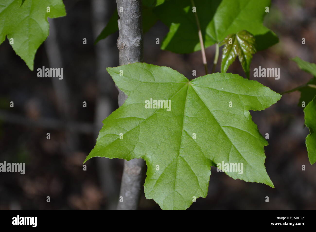 Sycamore tree roots hi-res stock photography and images - Alamy