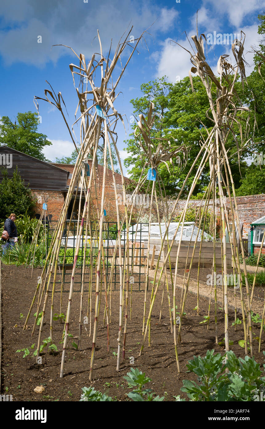 Bean sticks in place in a school vegetable garden open to the public in Wiltshire UK Stock Photo