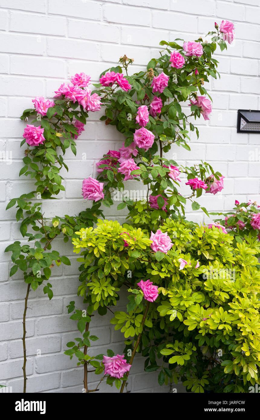 Climbing rose Zephirine Drouhin in flower in an English garden Stock Photo