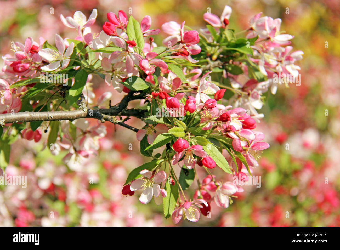 Japanischer blutenapfe hires stock photography and images Alamy