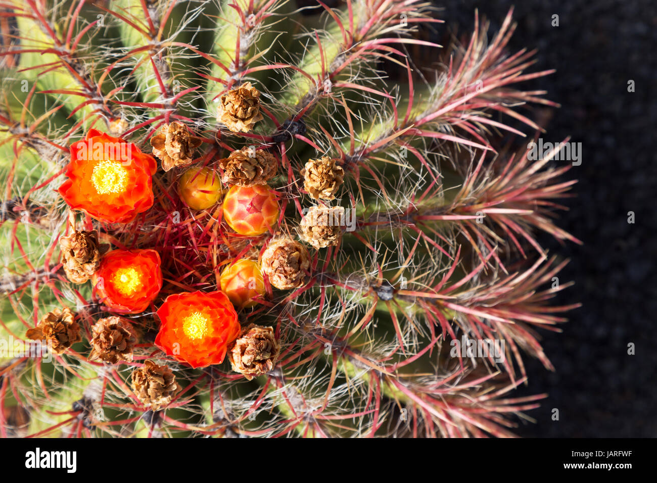 Red  cactus flowers on a flowering barrel cactus, Lanzarote, Canary Islands, Europe Stock Photo