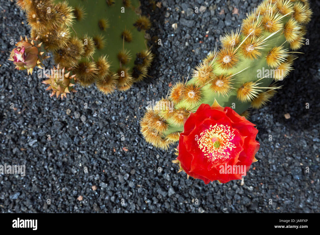 Red cactus flowers Stock Photo