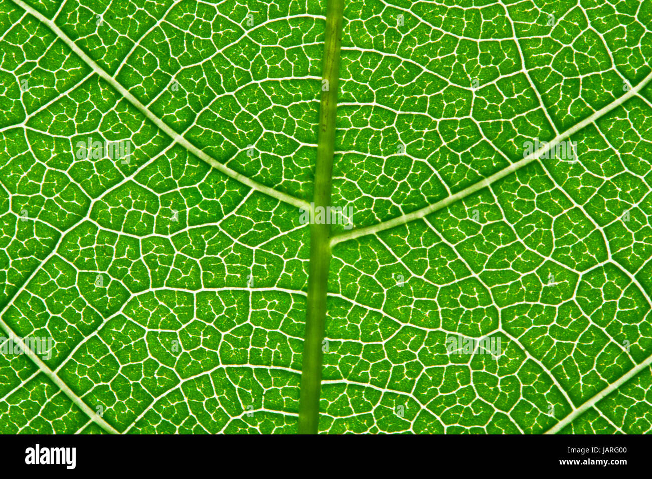 Nice macro photo of big green leaf Stock Photo - Alamy