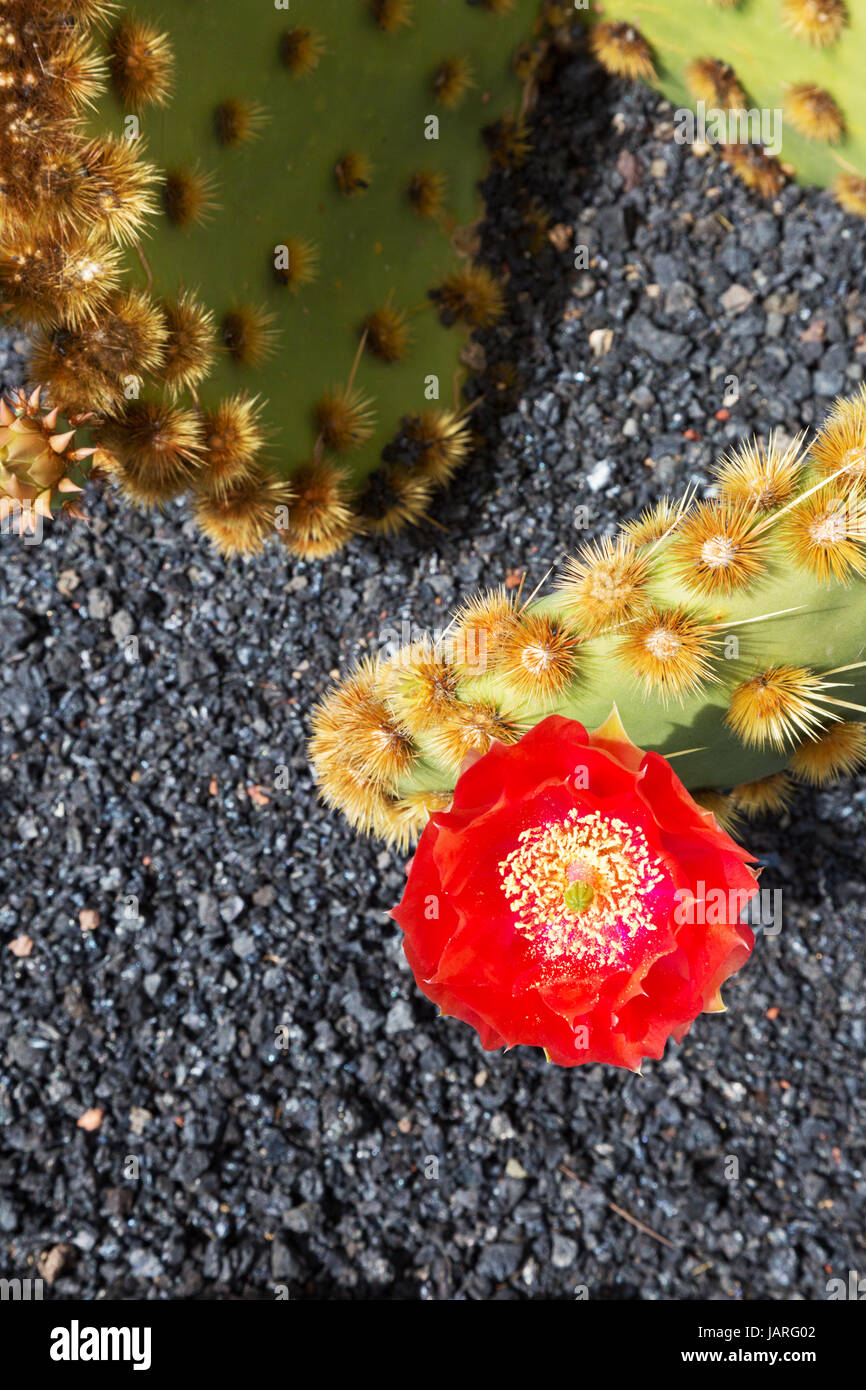 Red cactus flowers Stock Photo