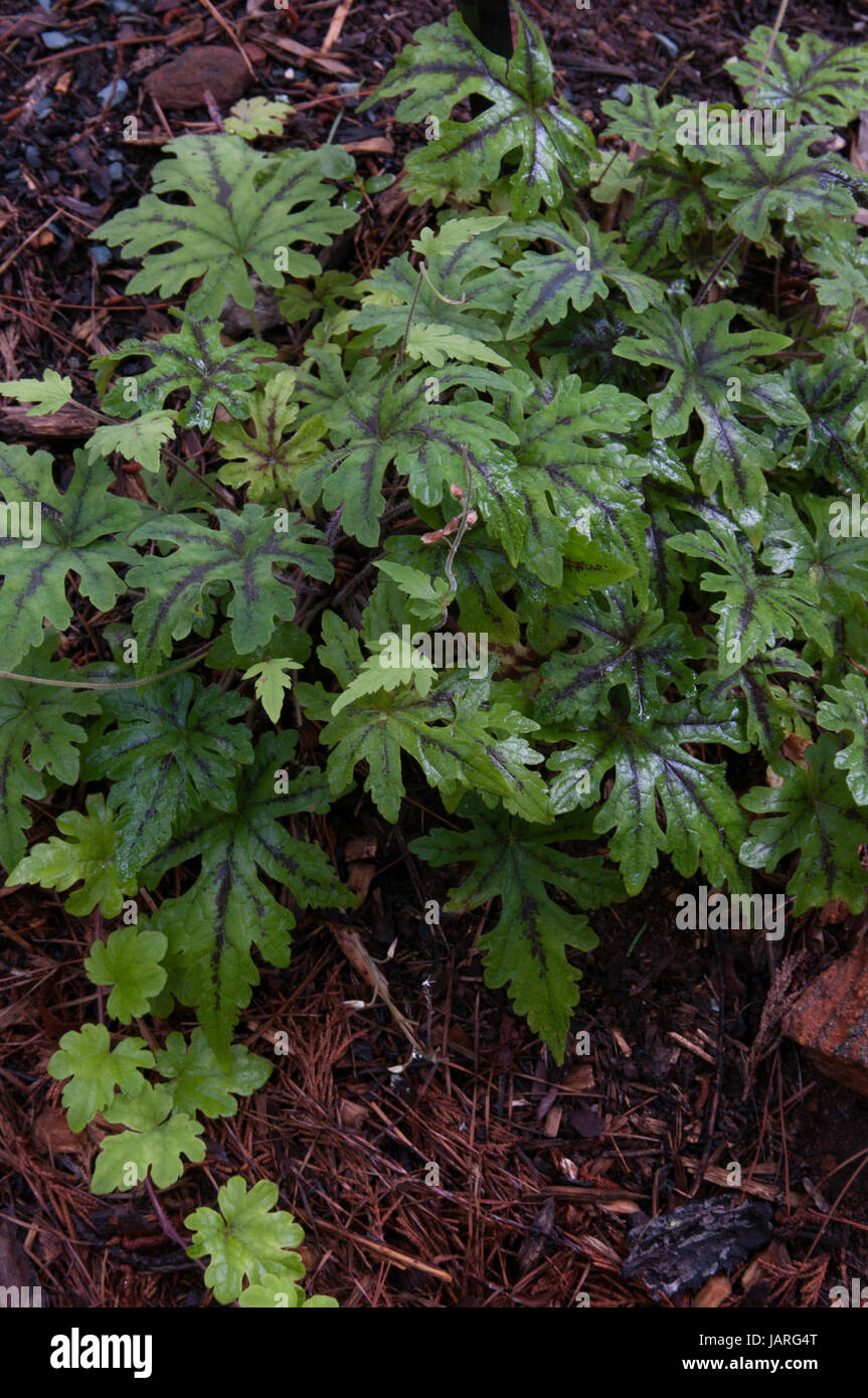 Tiarella Oregon Trail Stock Photo