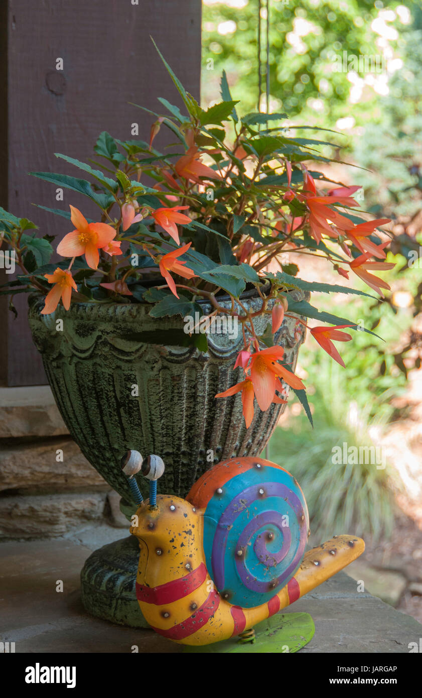 Begonia boliviensis 'Santa Cruz Sunset' Stock Photo