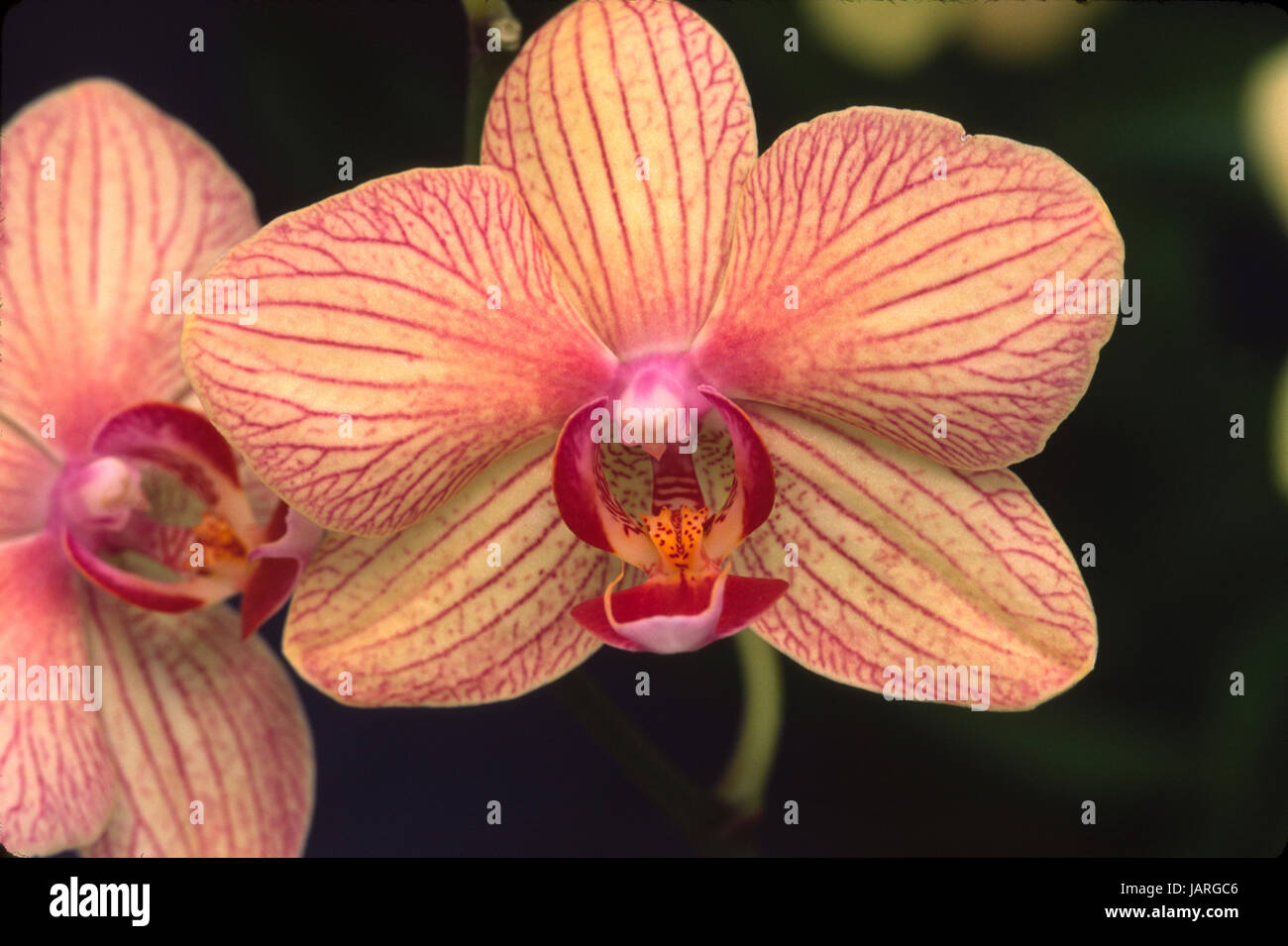 Phalaenopsis BALDANS KALEIDOSCOPE GOLDEN TREASURE Stock Photo