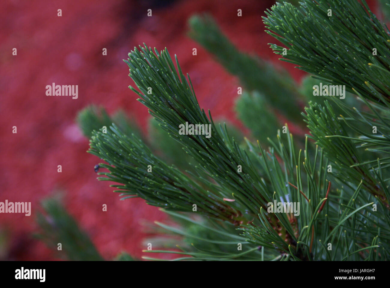 Christmas tree mulch garden hires stock photography and images Alamy