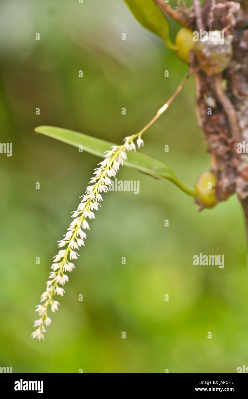 Bulbophyllum parviflorum Rare species wild orchids in forest of Thailand, This was shoot in the wild nature Stock Photo