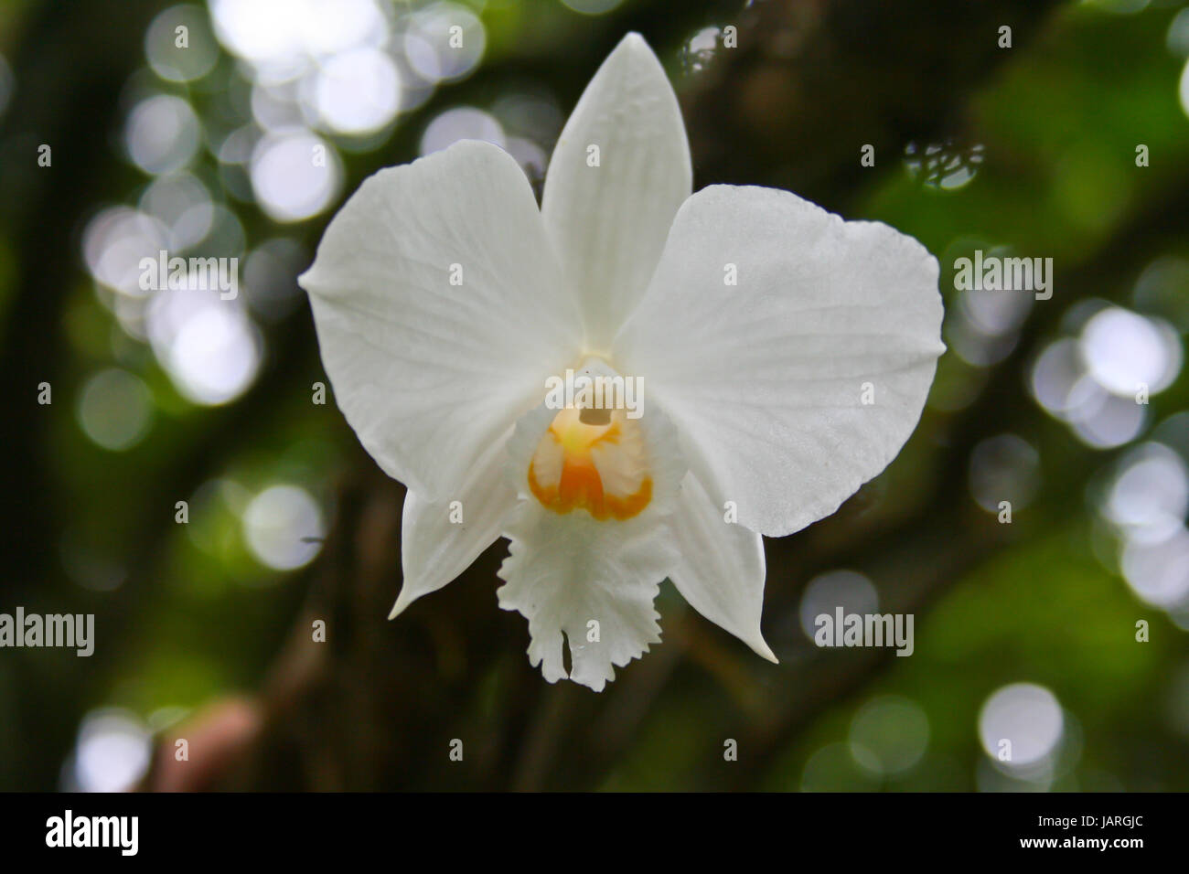 Dendrobium infundibulum Rare species wild orchids in forest of Thailand, This was shoot in the wild nature Stock Photo