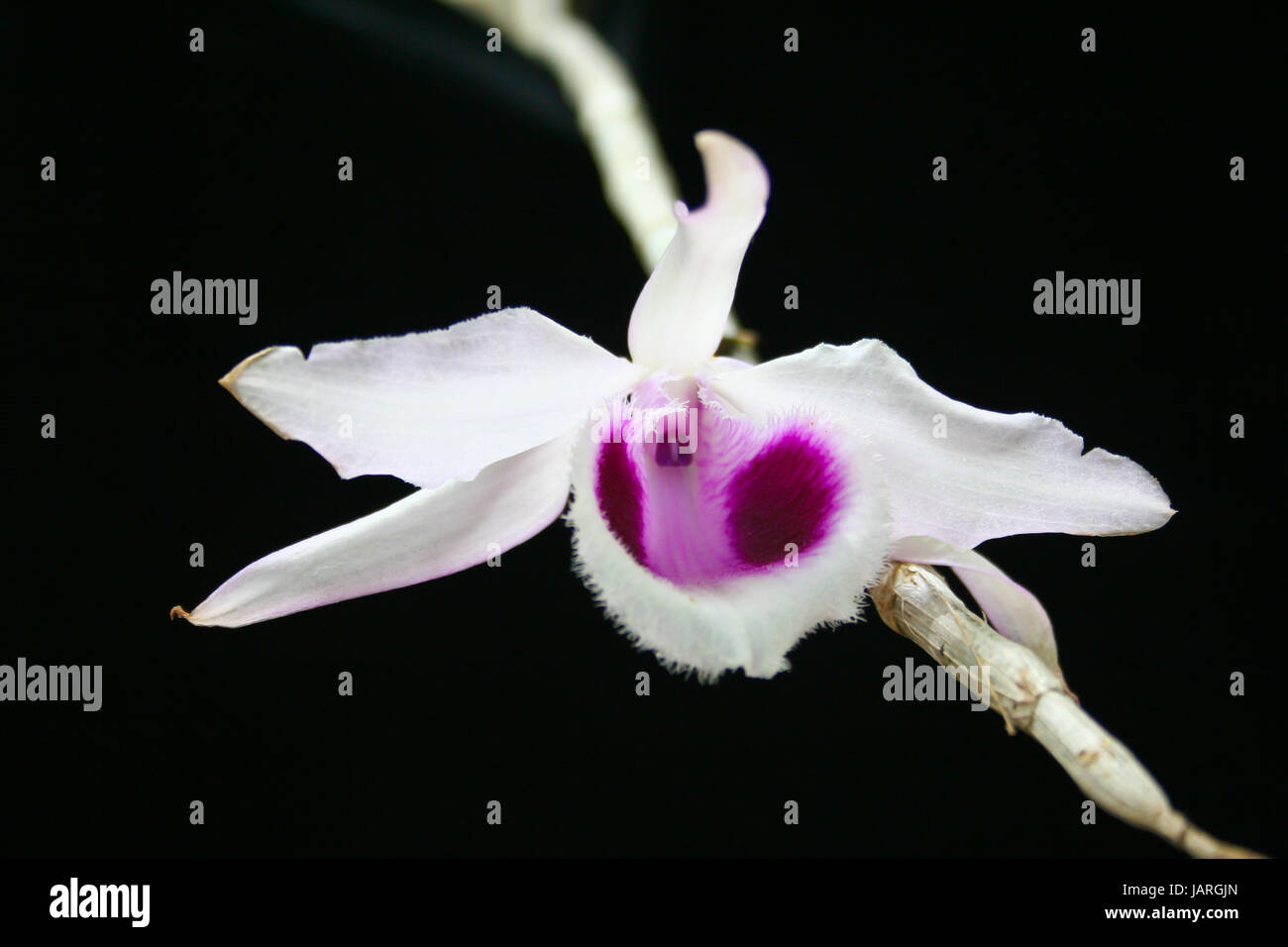 Dendrobium anosmum Rare species wild orchids in forest of Thailand, This was shoot in the wild nature Stock Photo
