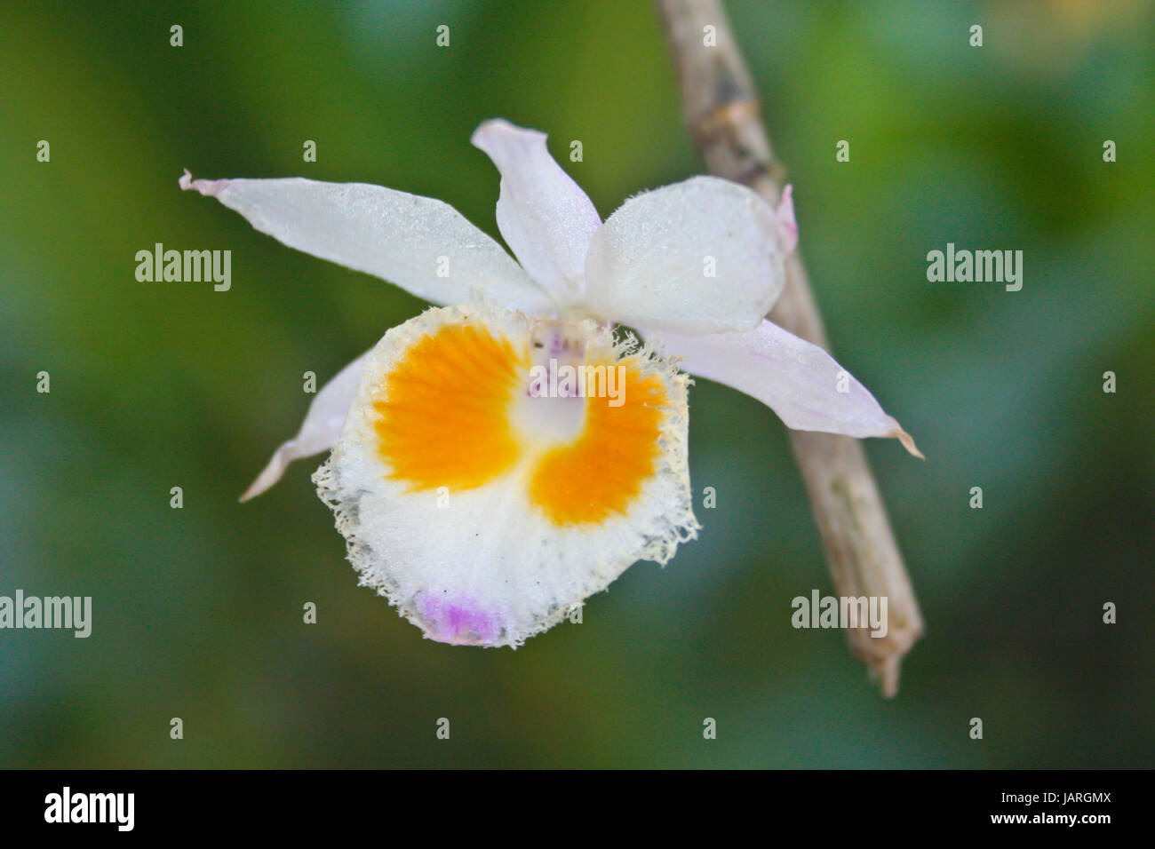 Dendrobium devonianum Rare species wild orchids in forest of Thailand, This was shoot in the wild nature Stock Photo