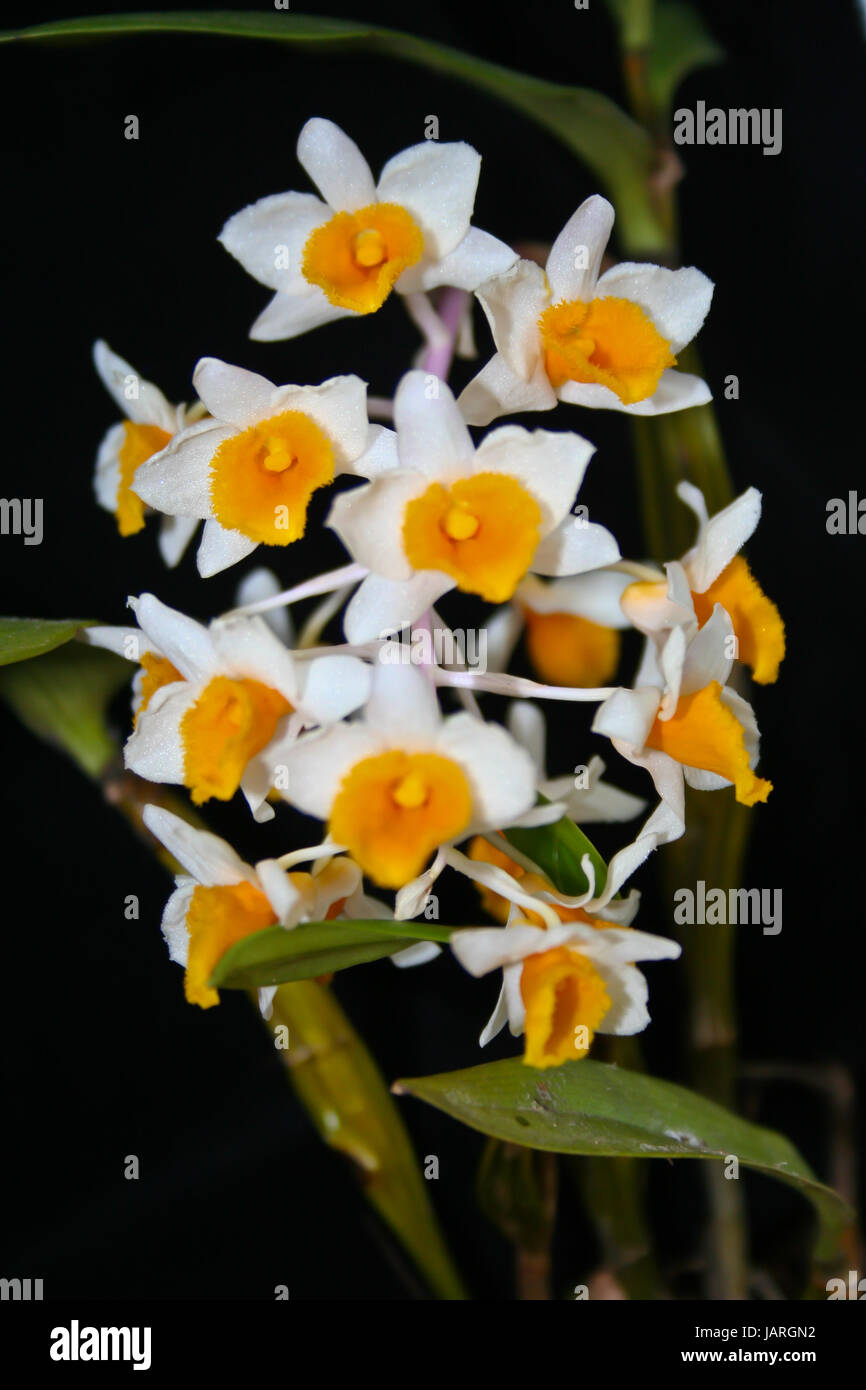 Dendrobium thyrsiflorum Rare species wild orchids in forest of Thailand, This was shoot in the wild nature Stock Photo