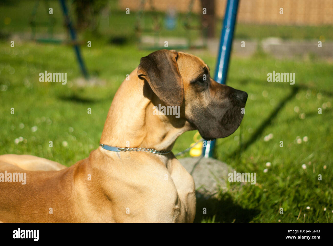 Great dane, Gran danes, lying on the grass Stock Photo - Alamy