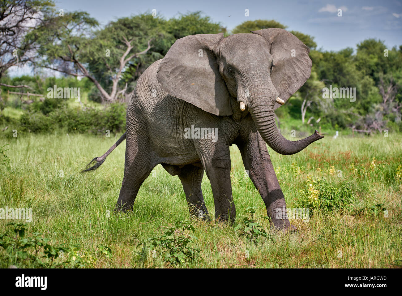agressive African bush elephant at Boteti River, Makgadikgadi-Pans-National Park, Botswana, Africa Stock Photo