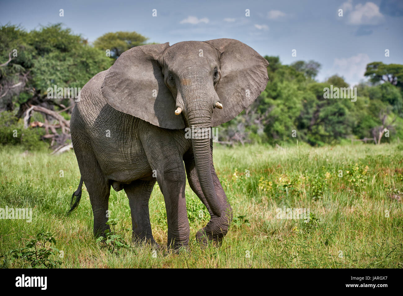 agressive African bush elephant at Boteti River, Makgadikgadi-Pans-National Park, Botswana, Africa Stock Photo