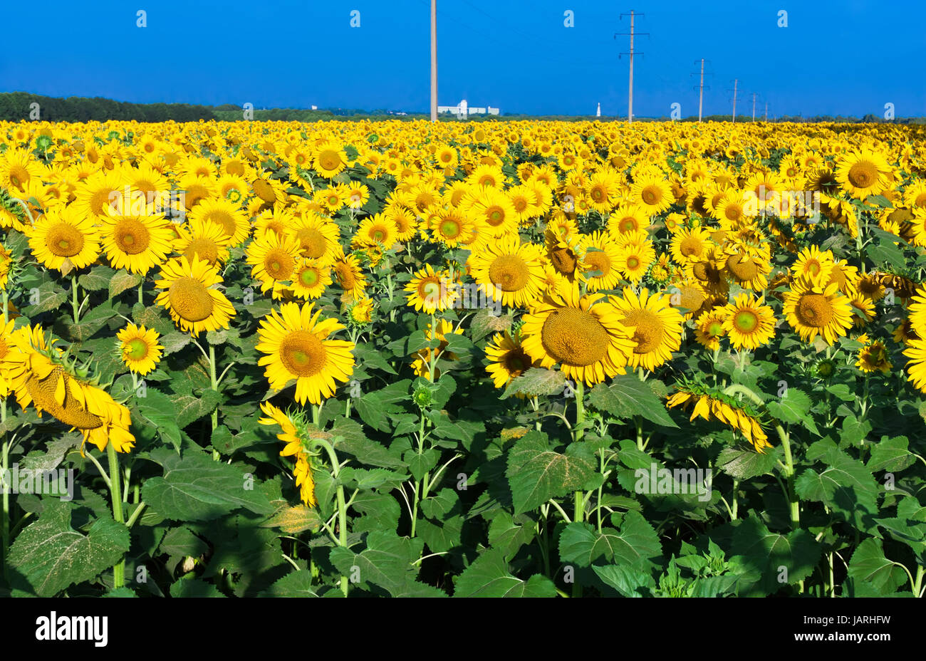 Beautiful blooming field of sunflowers under blue sky Stock Photo - Alamy