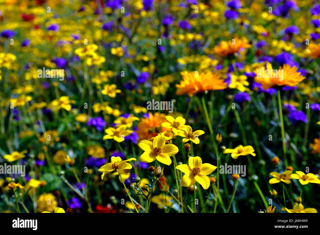 flower meadow Stock Photo
