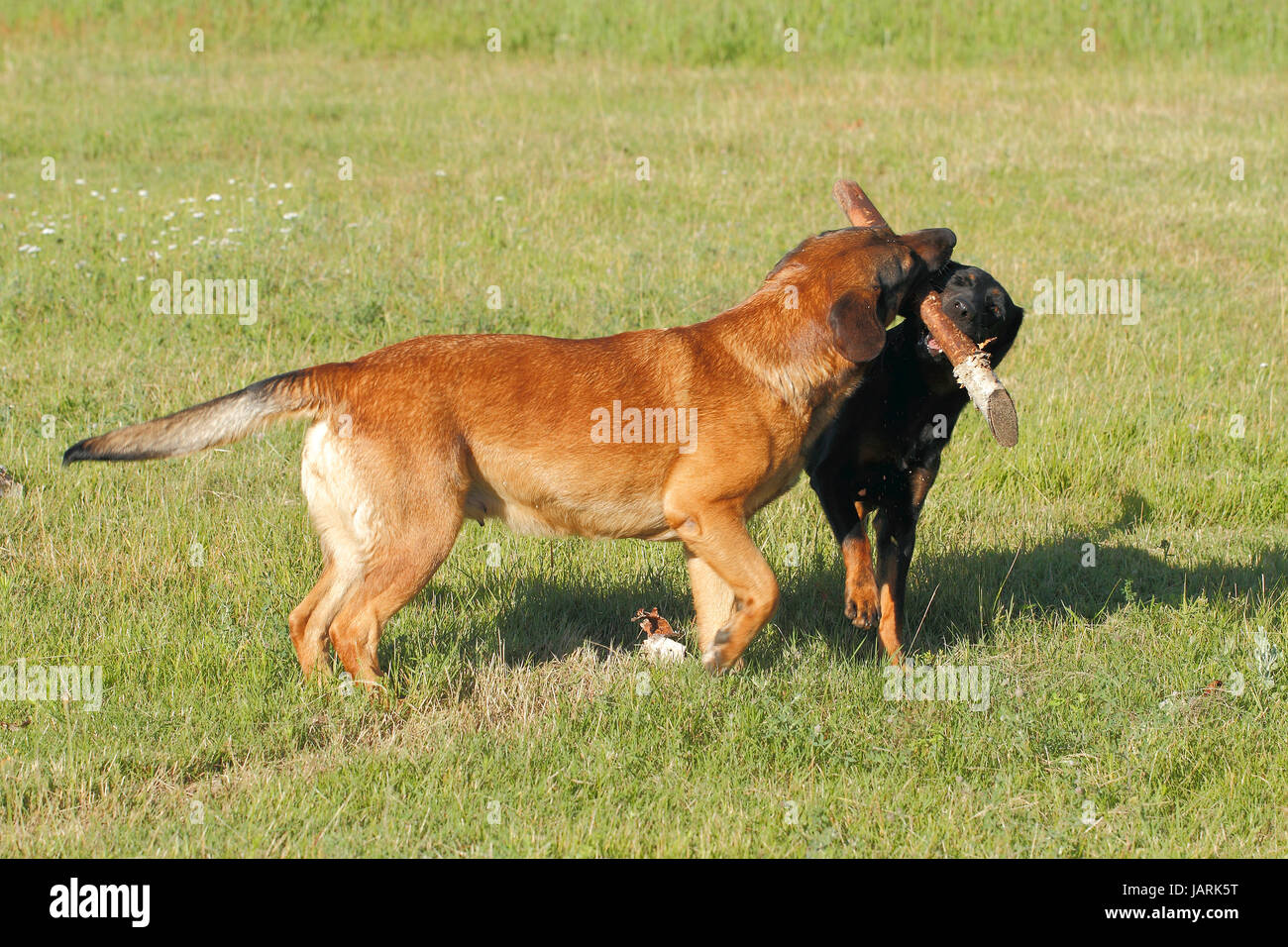Zerren High Resolution Stock Photography and Images - Alamy
