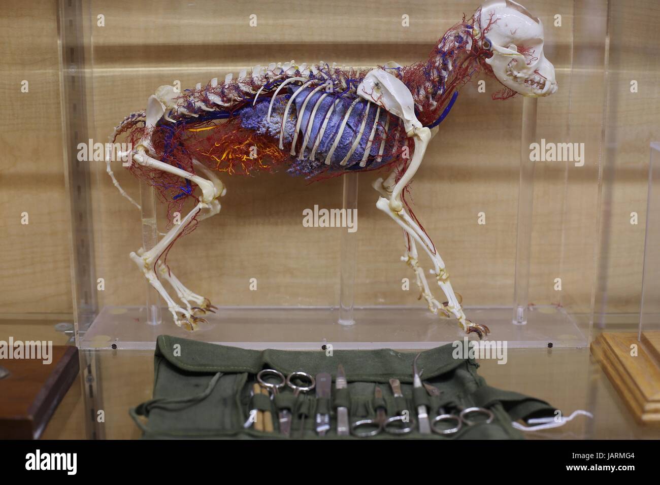 A three dimensional model of the insides of a small animal at the
