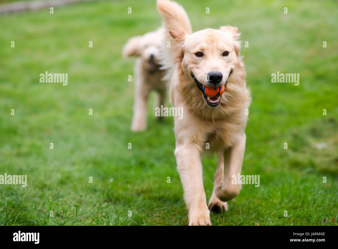 Two full size dogs play fetch the ball together Stock Photo