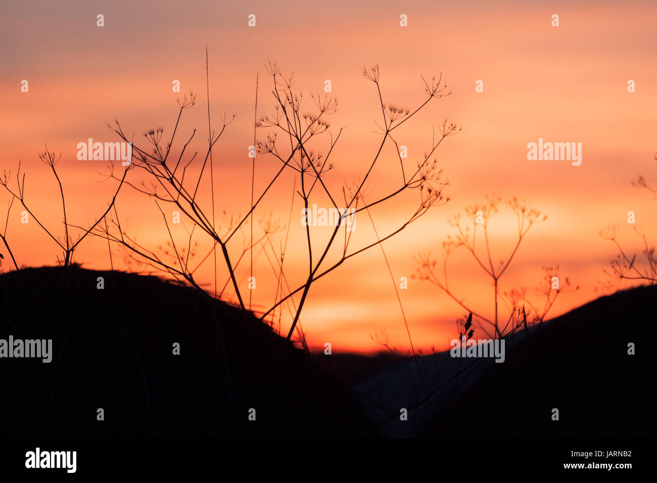 Rural grass and sunset sky - black silhouette Stock Photo - Alamy