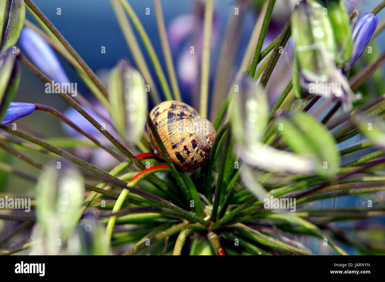 snail takes a break Stock Photo Alamy