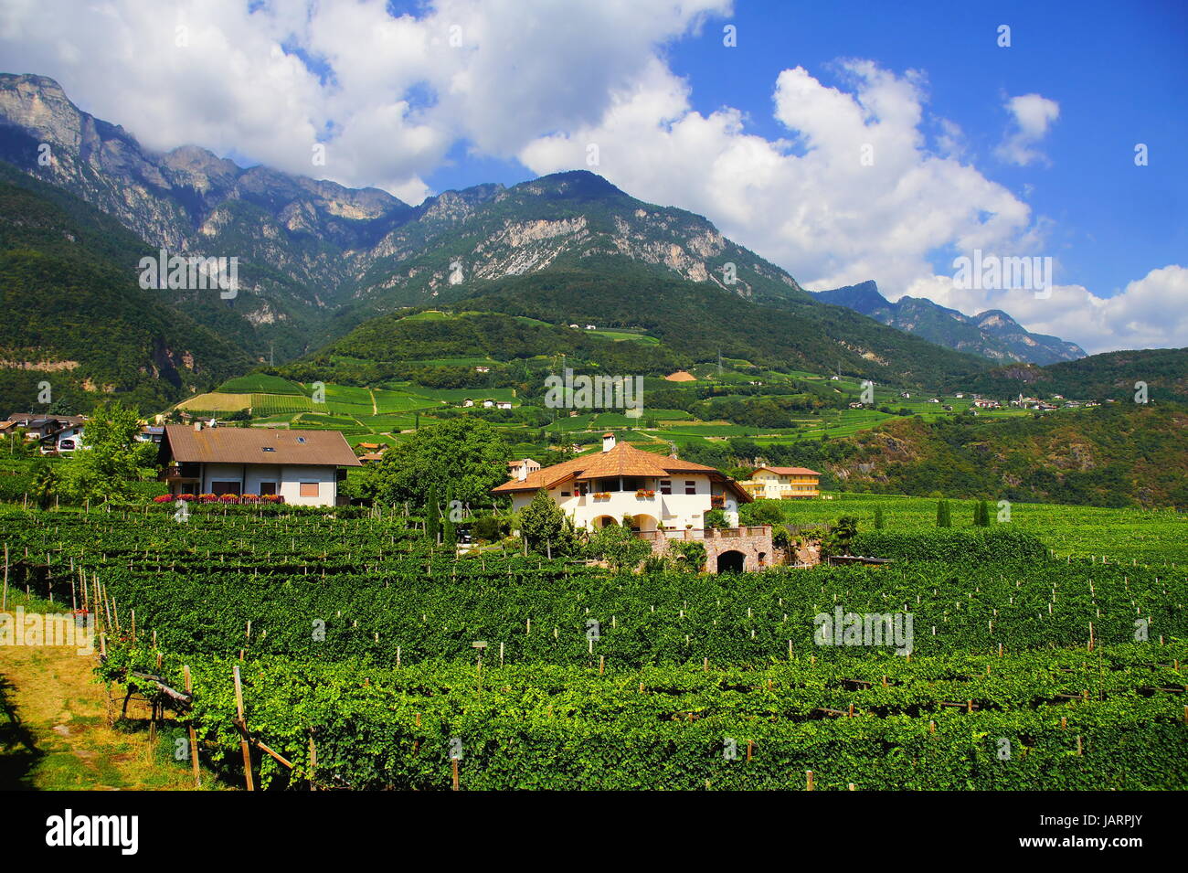 Weinlandschaft bei Tramin in Südtirol Stock Photo