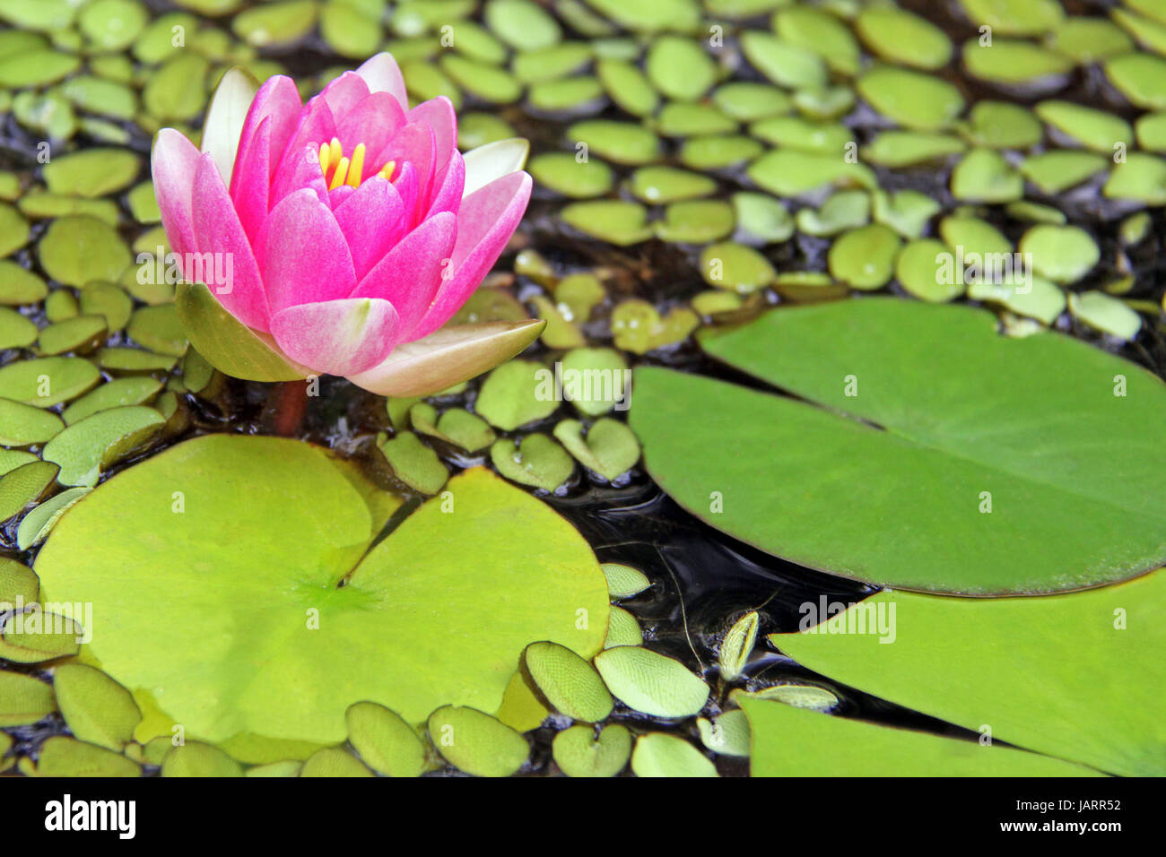 blooming water lily and water fern in the garden pond Stock Photo