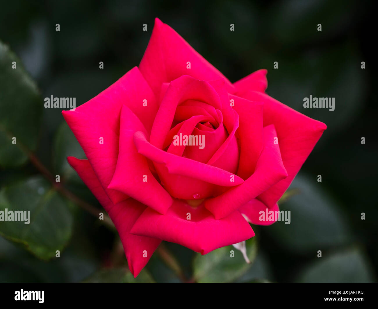 Blüte einer Rose Walzerkönig Strauss, blossom of a rose Waltz King Strauss Stock Photo