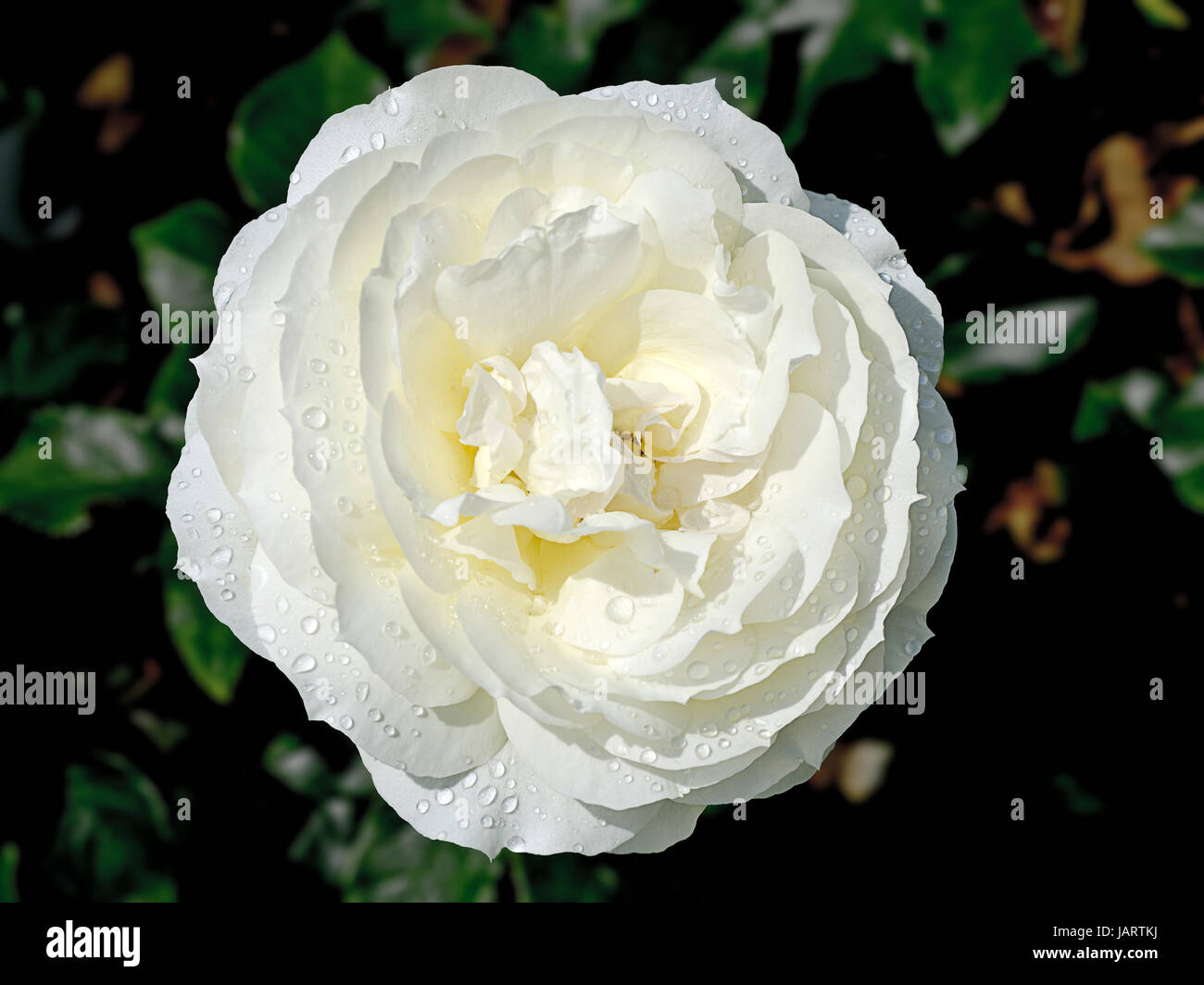 Blüte einer Rose Tchaikovski, blossom of a rose Tchaikovski Stock Photo