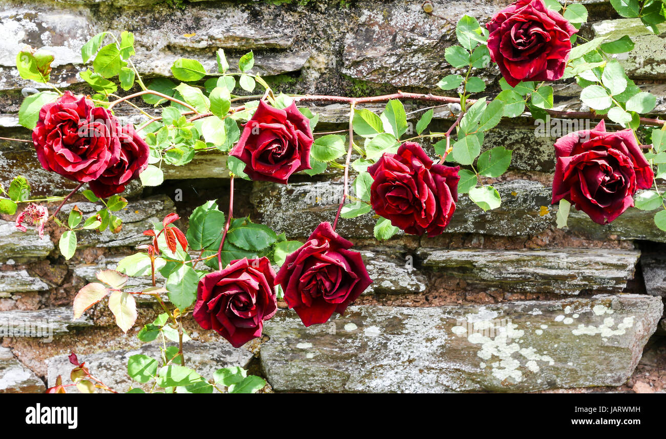 Red Rose flowers of Rosa 'Reine Olga de Wurtenburg' at Hestercombe House and Gardens Somerset, England UK Stock Photo